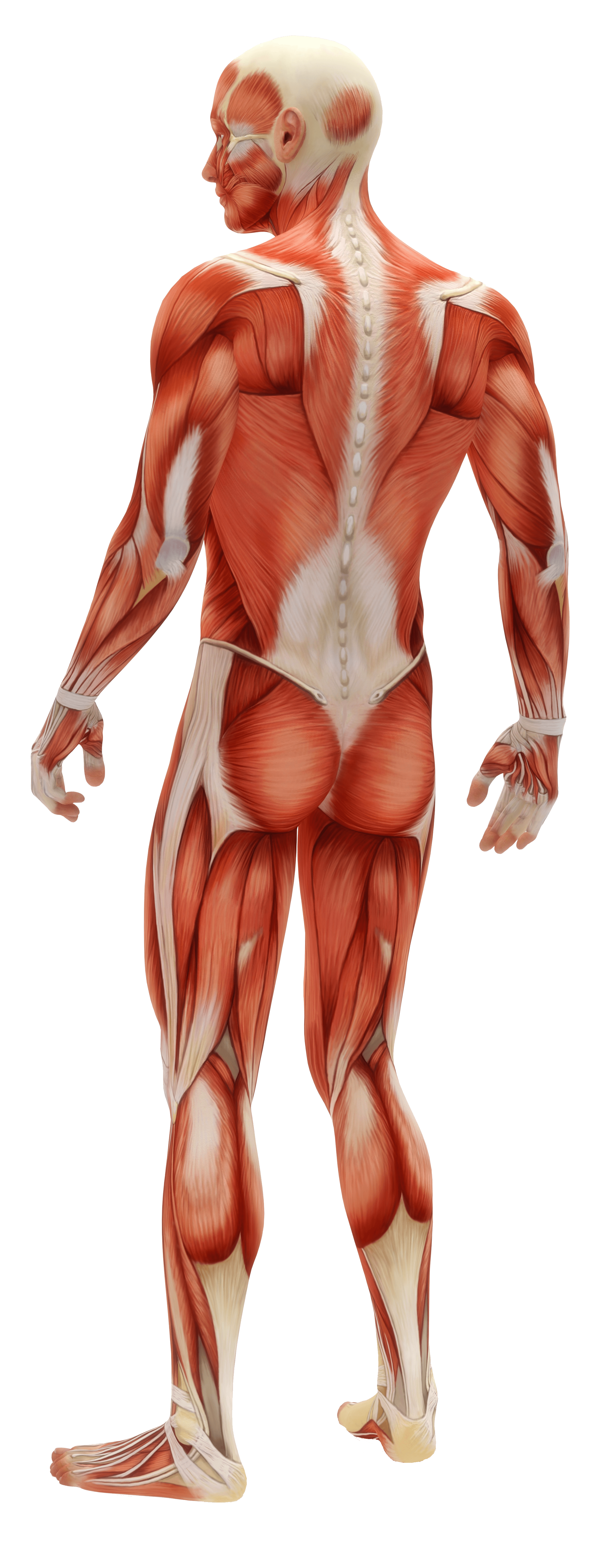Lower Body - Backside - Luther Bryan
